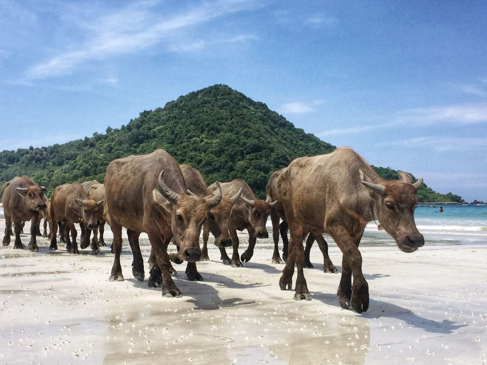 Búfalos caminando por una playa tropical de Lombok, Indonesia